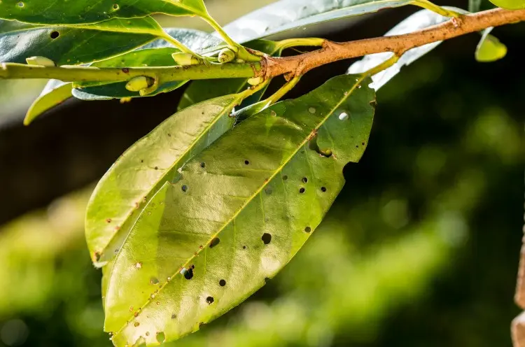 quels insectes mangent les feuilles de laurier trous rose sauce tin floki shutterstock