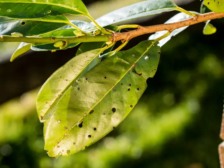 quels insectes mangent les feuilles de laurier trous rose sauce tin