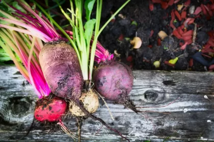 quels légumes planter en mai radis potager plantes compagnes quand mi mai vicuschka shutterstock