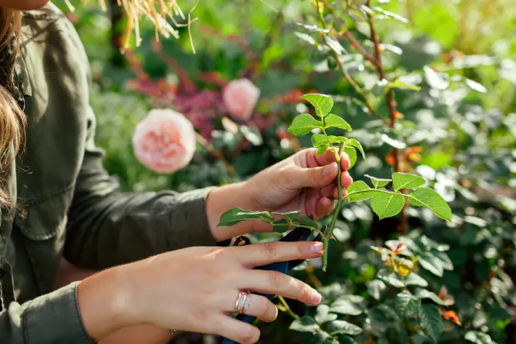 quels sont les arbustes faciles à bouturer quand comment rosier 