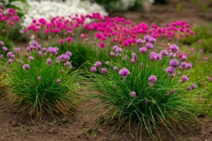 qu'est ce que le gazon d'espagne rose blanc rouge vivace couvre sol plantation entretien floraison