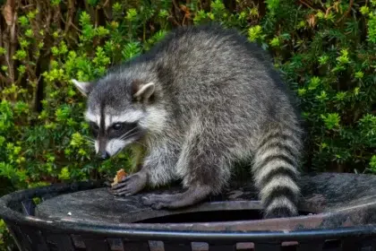 quest ce qui attire les ratons laveurs nourriture pièges maison