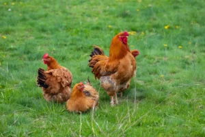 qui coupe la tête des poules 2024