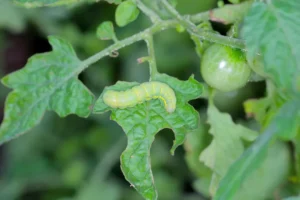 qui mange les jeunes plants de tomates