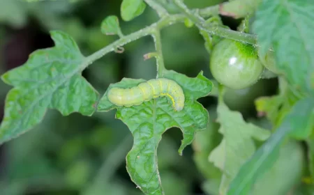 qui mange les jeunes plants de tomates