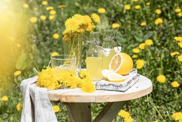 recette de limonade aux fleurs comestibles bienfaits pissenlit préparer miel tisane désherber manger salade