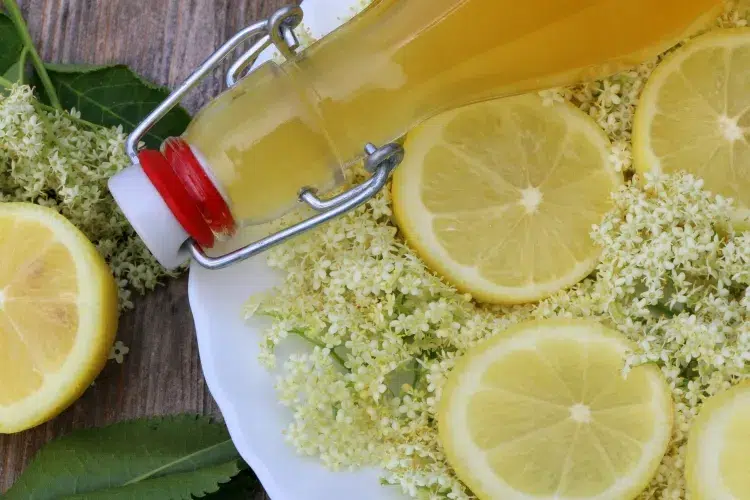 recettes de limonade aux fleurs comestibles utiliser sureau adapté nombreuses recettes vin liqueur thé
