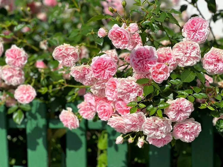 rosier pivoine rose floraison abondante