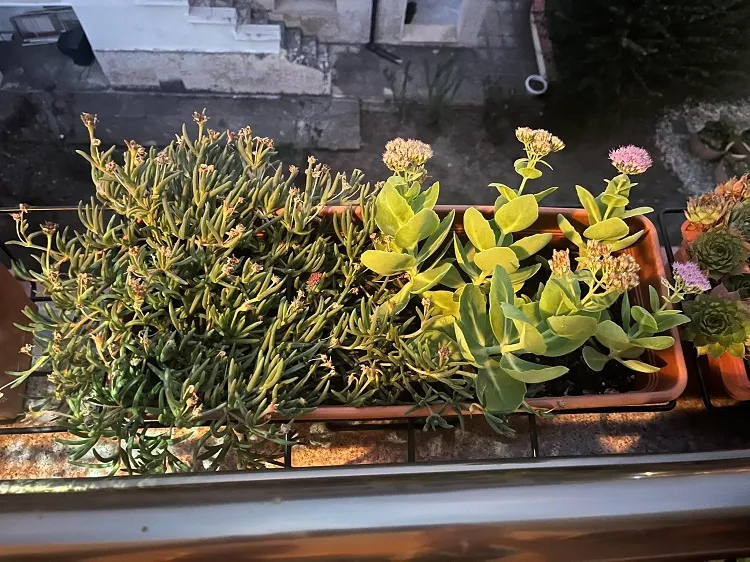 sedum plante grasse couvre sol persistante vivace terrasse pot