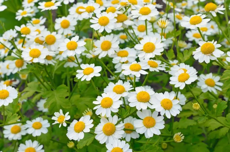 selection plantes vivaces fleuries blanches variétés espèces sans entretien jardin plein soleil