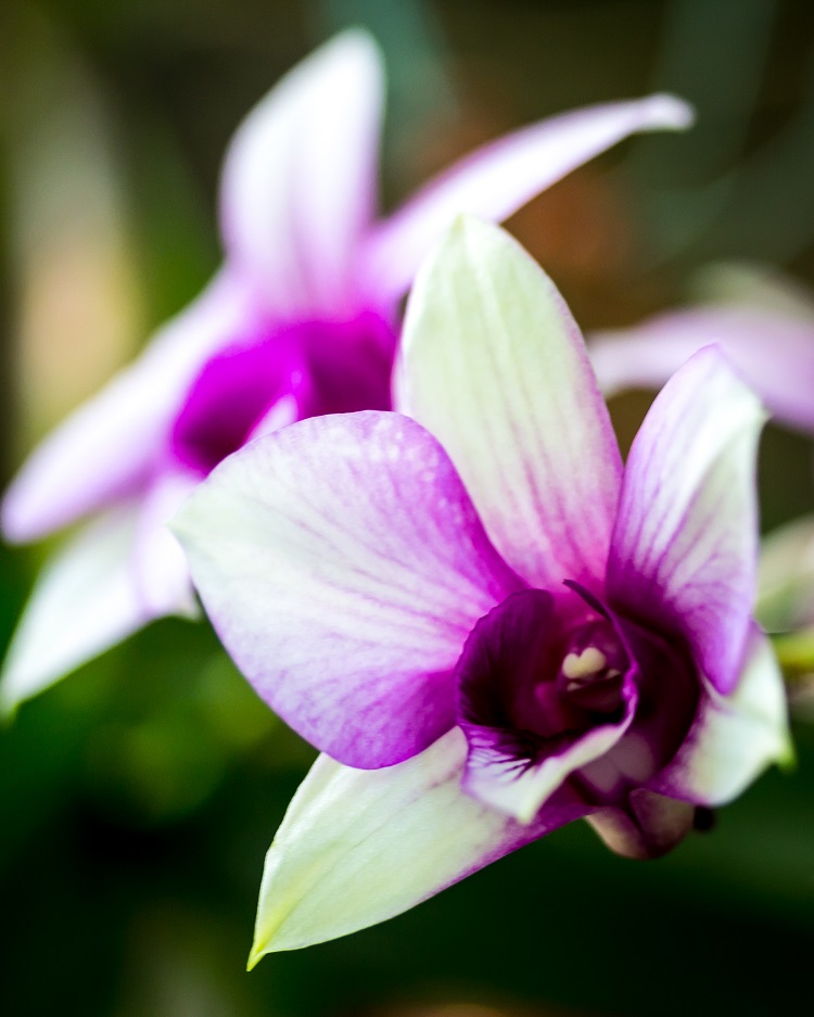 a,pair,of,purple,orchids