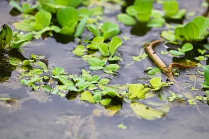 solutions contre l'eau stagnante