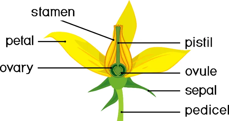 structure fleur de tomate morphologie