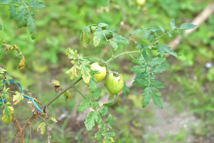 traiter feuilles jaunes tomates que faire sel magnésium fertilisant engrais booster 