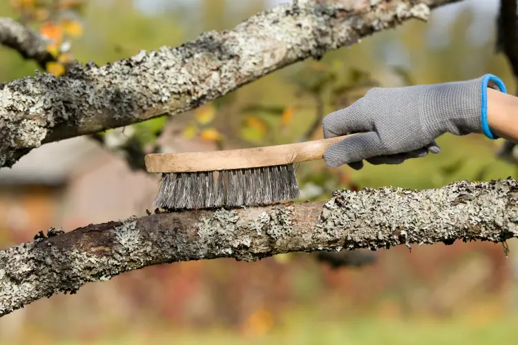 traiter lichen arbres fruitier comment vinaigre blanc 