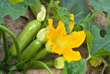 tremper les graines de courgettes avant de les semer planter faire germer plus rapide