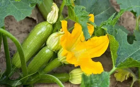 tremper les graines de courgettes avant de les semer planter faire germer plus rapide