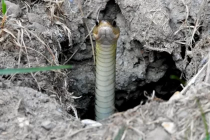 trou de serpent dans le jardin comment savoir identifier que faire mhagen photography shutterstock