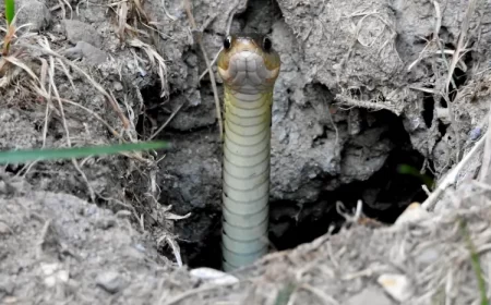 trou de serpent dans le jardin comment savoir identifier que faire mhagen photography shutterstock