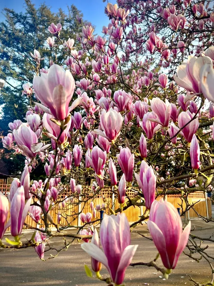 variété de magnolia qui fleurit deux fois par an laquelle