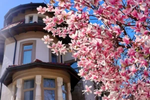 variété de magnolia qui fleurit deux fois par an quelle