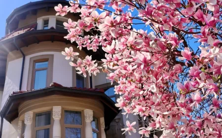 variété de magnolia qui fleurit deux fois par an quelle
