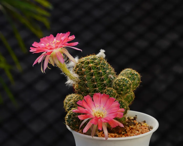 5 conseils pour faire fleurir un cactus