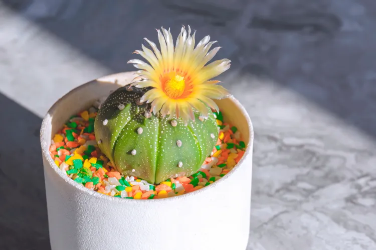 astrophytum floraison cactus