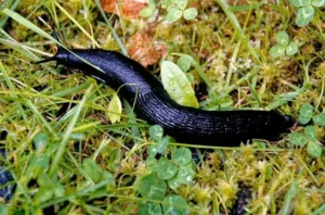 comment éliminer les limaces noires jardin remèdes de grand mère tuer escargots sel vinaigre