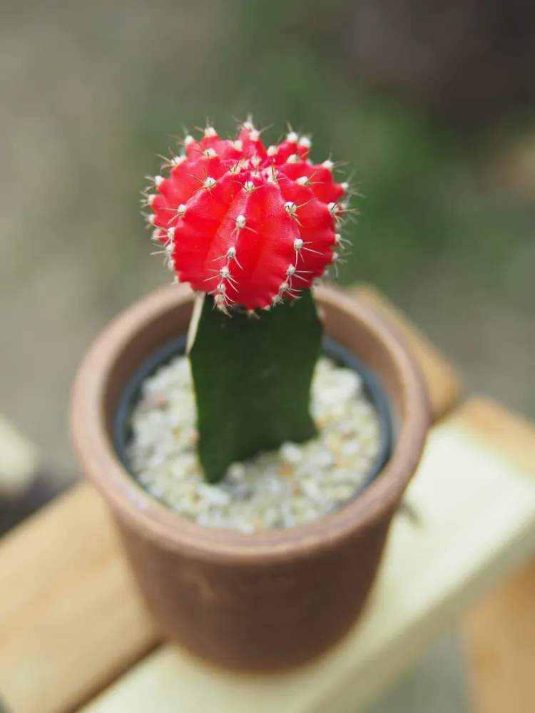 gymnocalycium top 5 cactus qui fleurissent