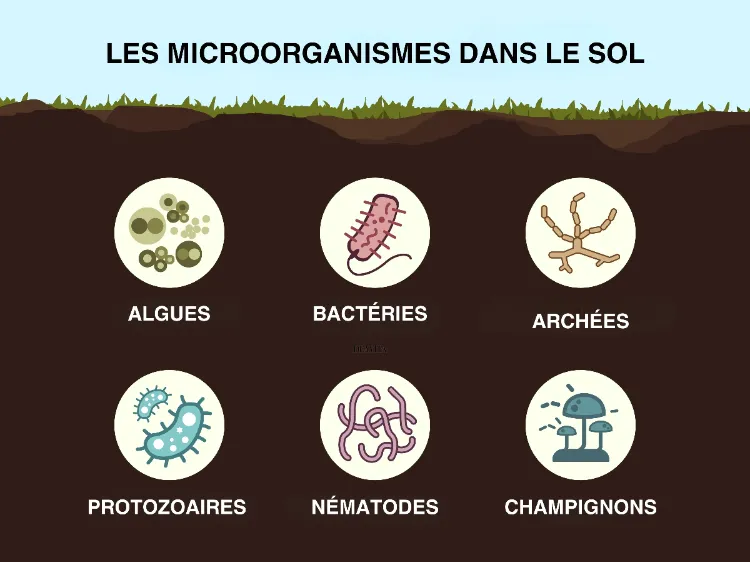 les microorganismes dans le sol (1)