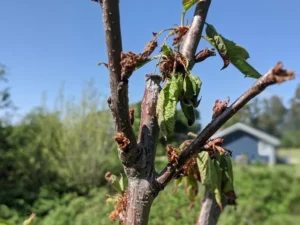 maladie du cerisier avec des feuilles qui sèchent sur l'arbre