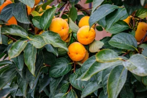 arbres dioïques planter jardin fruitier kaki jardin nnattalli shutterstock