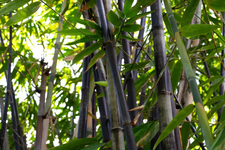 bambou noir en pots entretien pousse vite croissance rapide bowonpat sakaew shutterstock
