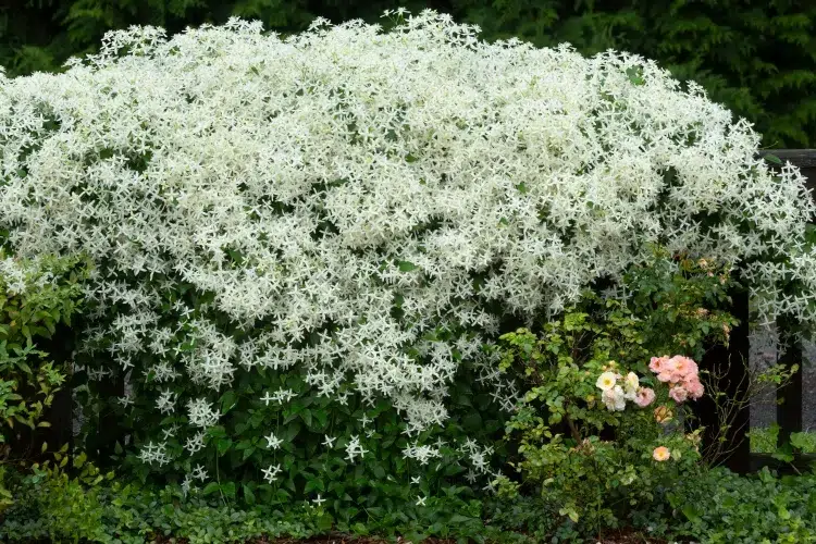 clématite blanc plante grimpante fleurs gloriette en fer tunnelle pergola