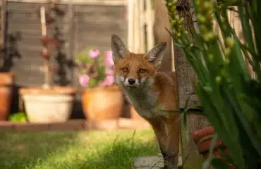 comment chasser les renards du jardin