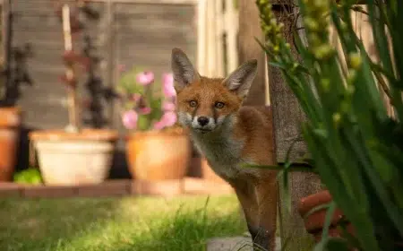 comment chasser les renards du jardin