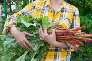 comment couper la rhubarbe pour qu'elle rpousse quand savoir si elle est mûre marika kosheleva shutterstock