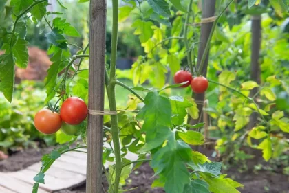 comment fabriquer tuteur tomate bois potager jardin serre