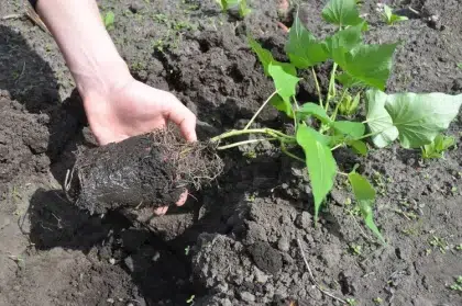 comment planter de la patate douce en pleine terre