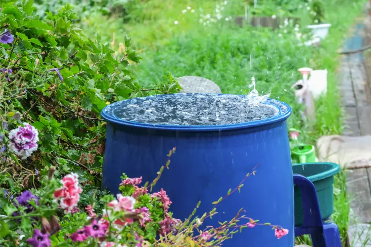 comment protéger son jardin de la pluie plantes excès d'humidité récupérateur d'eau olya detry shutterstock