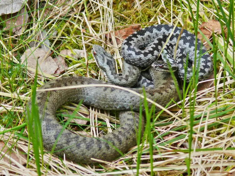 comment se reproduisent les vipères saison donnent naissance