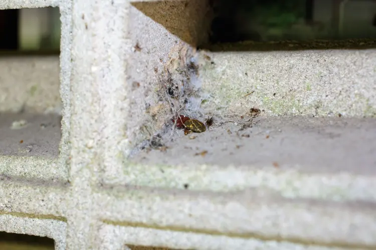 comment trouver un nid de tiques maison extérieur comment traiter morsure prévenir naturellement 