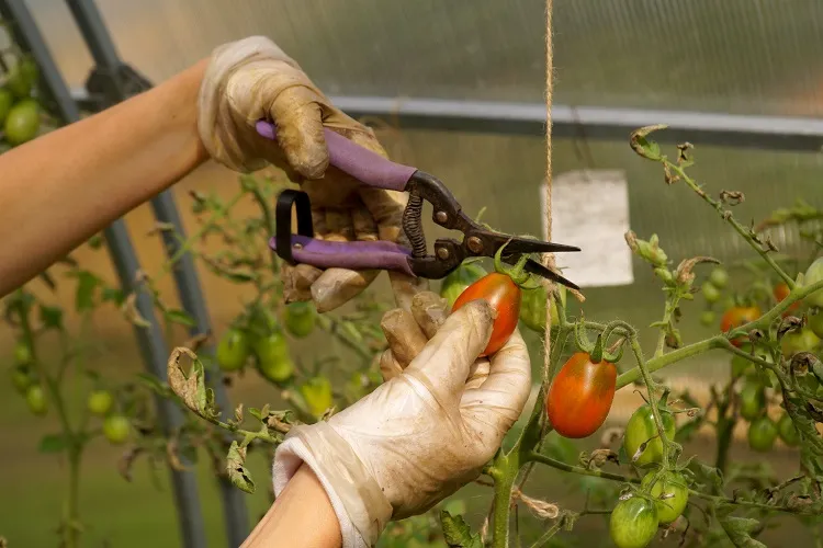 comment tuteurer des plants de tomates sous serre jardin faire un support tuteur avec une ficelle corde