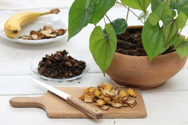 comment utiliser les peaux de banane pour plantes jardin engrais organique iva shutterstock