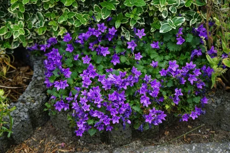 couvre sol persistant qui pousse le plus vite campanula muralis