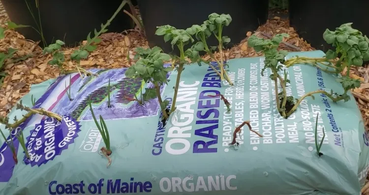 cultiver des plants dans un sac de terreau