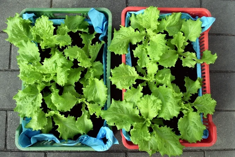 cultiver des salades dans un sac de terreau
