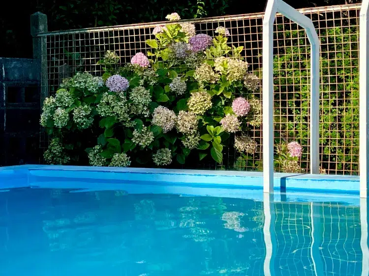 des hortensias autour de la piscine