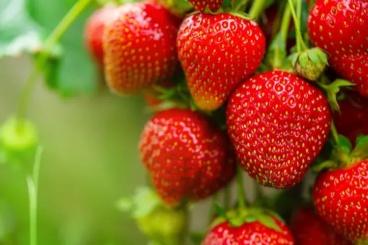 erreurs à éviter dans la culture des fraises